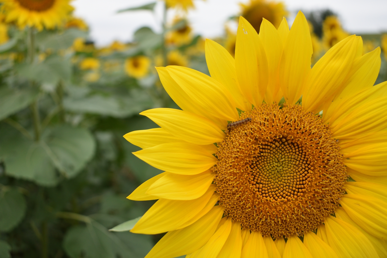 Sunflower Closeup