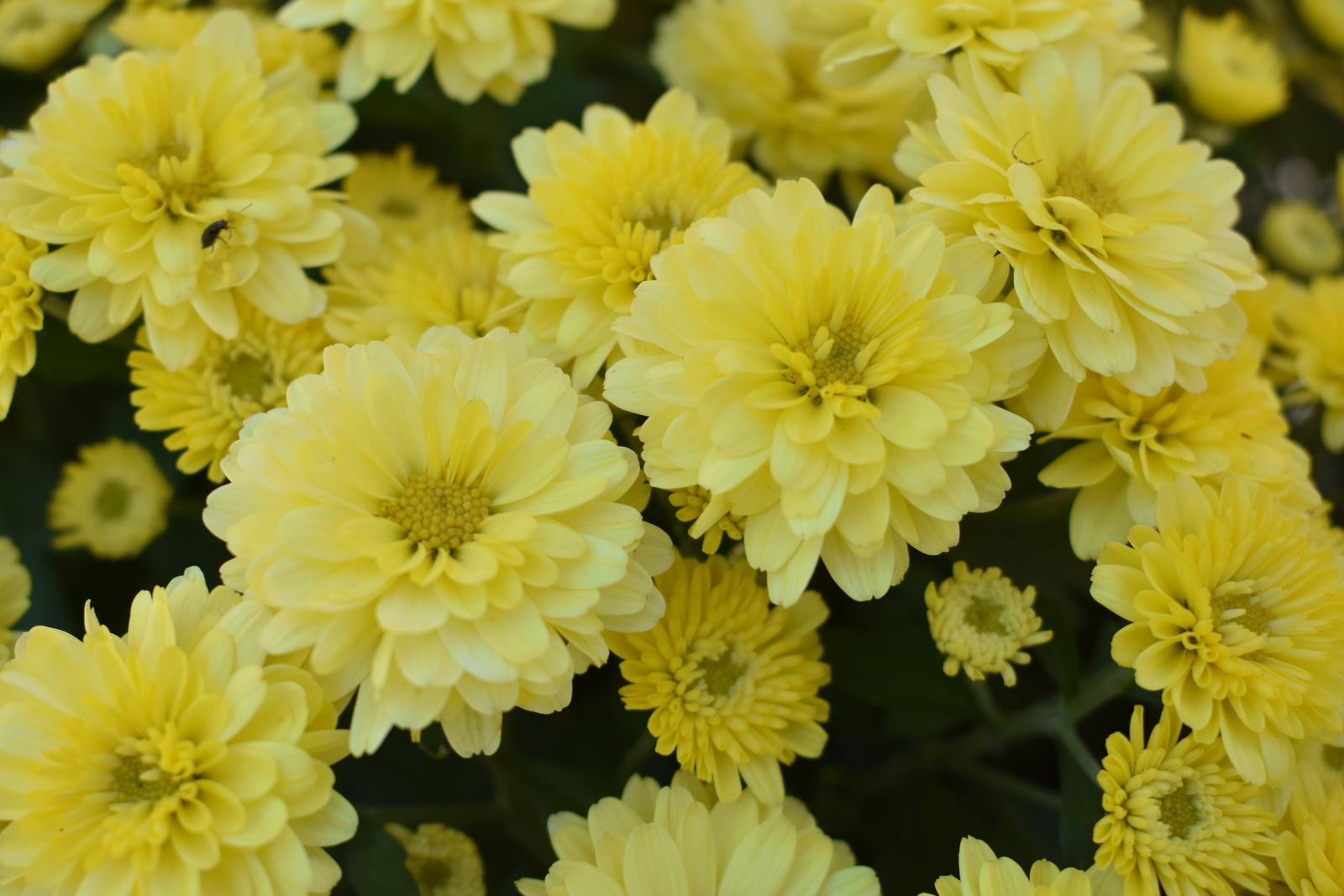 Chrysanthemums
