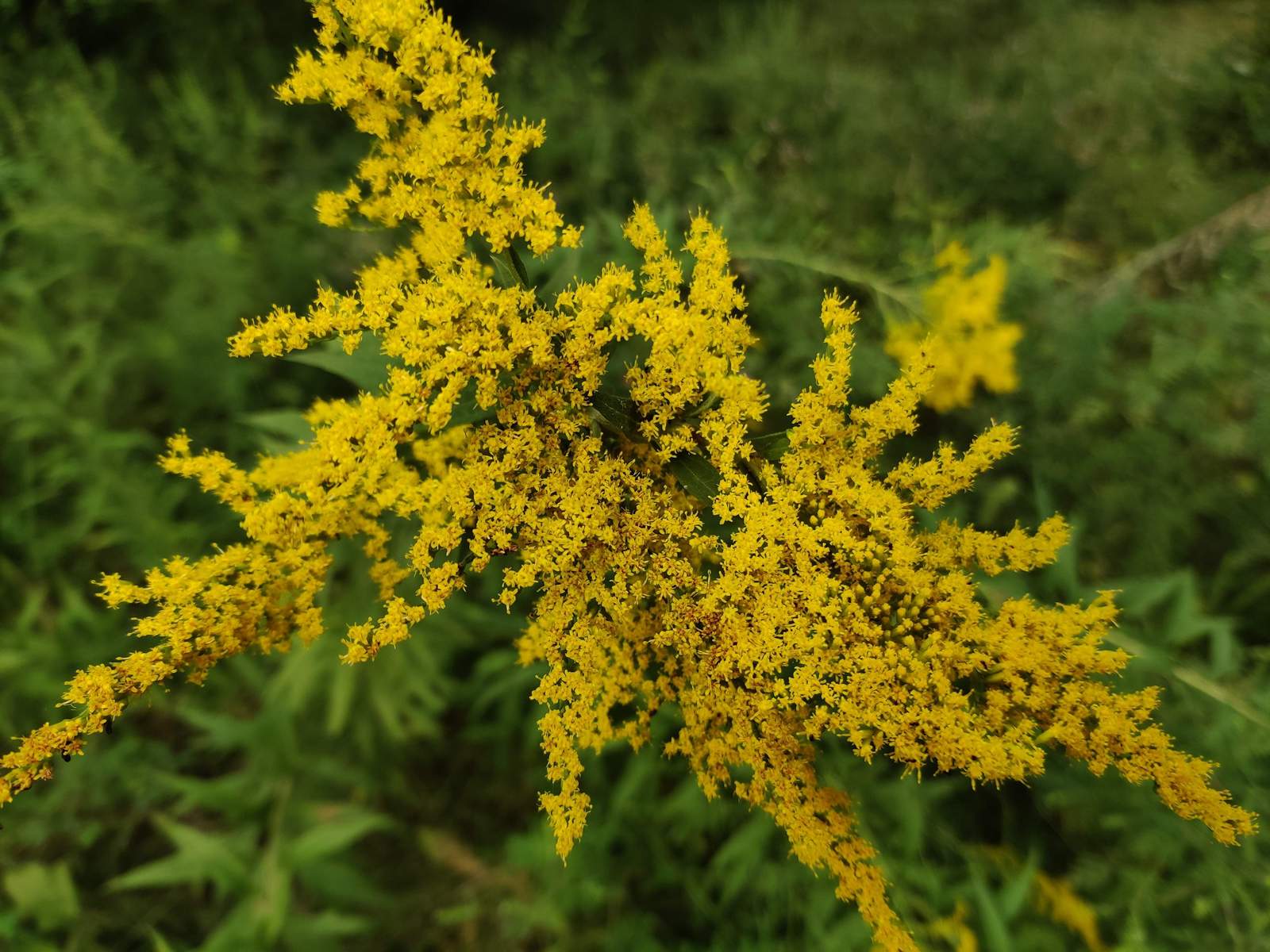 Goldenrod