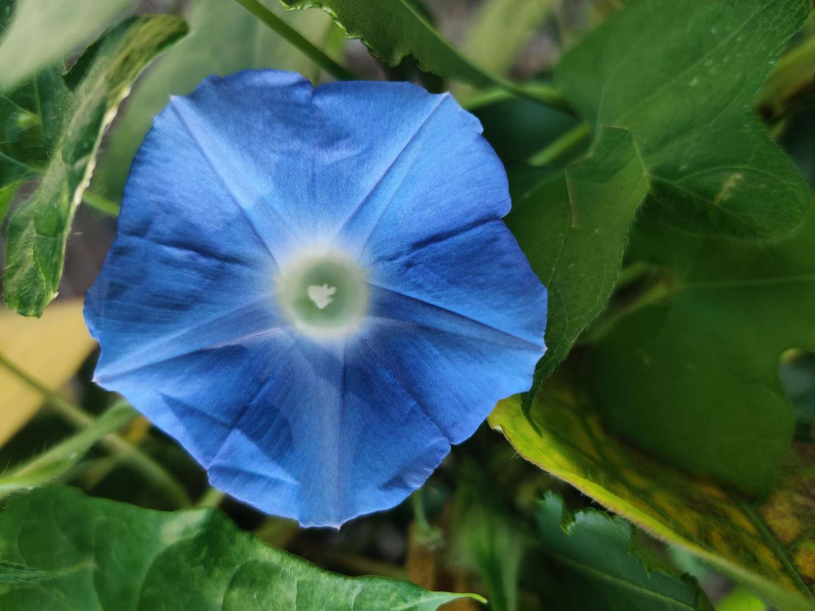 Morning Glory